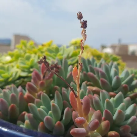 Apartment Garden Terrace