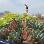 Appartement Garden Terrace