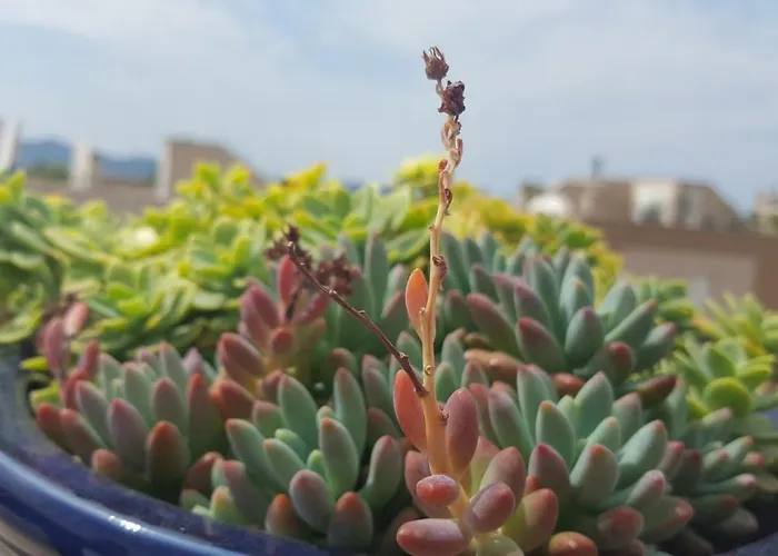 Διαμέρισμα Garden Terrace